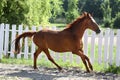 Beautiful healthy youngster canter against white paddock fence Royalty Free Stock Photo