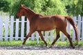 Beautiful healthy youngster canter against white paddock fence Royalty Free Stock Photo