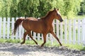 Beautiful healthy youngster canter against white paddock fence Royalty Free Stock Photo