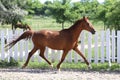 Beautiful healthy youngster canter against white paddock fence Royalty Free Stock Photo