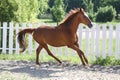 Beautiful healthy youngster canter against white paddock fence Royalty Free Stock Photo