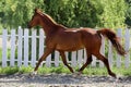 Beautiful healthy youngster canter against white paddock fence Royalty Free Stock Photo