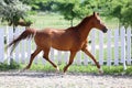 Beautiful healthy youngster canter against white paddock fence Royalty Free Stock Photo