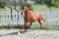 Beautiful healthy youngster canter against white paddock fence Royalty Free Stock Photo