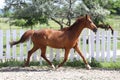 Beautiful healthy youngster canter against white paddock fence Royalty Free Stock Photo