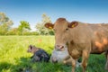 Beautiful dairy cows seen in lush pasture.