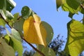 Beautiful heart shaped yellow leaf texture Royalty Free Stock Photo