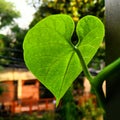 Beautiful hearted green leaf view