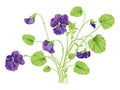 Beautiful heartsease . vector illustration of a realistic