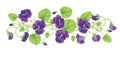 Beautiful heartsease . vector illustration of a realistic