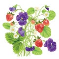 Beautiful heartsease . vector illustration of a realistic