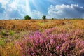 Beautiful heath landscape with purple erica flower bush on dry endless  landscape, spectacular sky with sun light rays  - Royalty Free Stock Photo