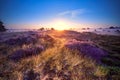 Beautiful heather field on a background of a sunset. Royalty Free Stock Photo