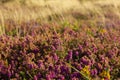 Heather field of Cote de Granit Rose in Bretagne, France