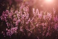 Beautiful heather flowers background. Close up of heather flowers Royalty Free Stock Photo