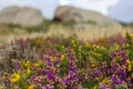 Heather landscape of Cote de Granit Rose in Bretagne, France