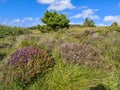 Beautiful heather and and trees in Burtonport, County Donegal, Ireland Royalty Free Stock Photo