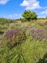 Beautiful heather and and trees in Burtonport, County Donegal, Ireland Royalty Free Stock Photo