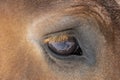 Detailed eye eautiful heavy draft horse Royalty Free Stock Photo