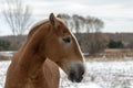 Beautiful heavy draft horse a large horse used for pulling heavy loads, Royalty Free Stock Photo