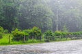 Beautiful heavy summer rain. Forest scene with green trees and rain.