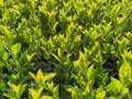 Beautiful hedge or boxwood lawn. Young shoots and branches of a shrub plant grew in the spring. Warm sun rays. Bright green leaves
