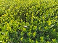 Beautiful hedge or boxwood lawn. Young shoots and branches of a shrub plant grew in the spring. Warm sun rays. Bright green leaves
