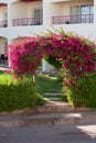 Beautiful hedge of flowers on a background of the hotel Royalty Free Stock Photo