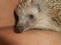 Beautiful hedgedog looking at night Royalty Free Stock Photo