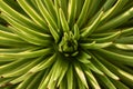 Beautiful hedgehog agave Royalty Free Stock Photo