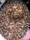 Beautiful hedgehog curled up with a tangle and hedgehog needles