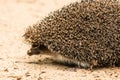 Beautiful hedgehog running along the sandy path in the wild close Royalty Free Stock Photo