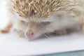 Beautiful hedgehog on a white background. Royalty Free Stock Photo