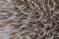 Beautiful hedgehog on a white background. Royalty Free Stock Photo