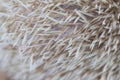 Beautiful hedgehog on a white background. Royalty Free Stock Photo