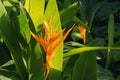 Beautiful heliconia or bird of paradise tropic flower