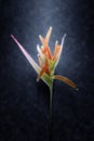 Beautiful Heliconia flower blooming in the rains