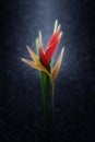 Beautiful Heliconia flower are blooming in the rains