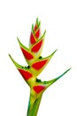 Beautiful Heliconia flower blooming in vivid color Royalty Free Stock Photo