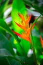 Beautiful Heliconia flower in garden. Royalty Free Stock Photo