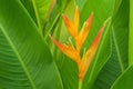 Beautiful Heliconia flower in orange color blooming with blurred