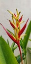 a Beautiful Heliconia Psittacorum Royalty Free Stock Photo