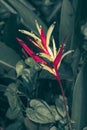 Beautiful heliconia psittacorum, Heliconia spathocircinata golden torch Royalty Free Stock Photo