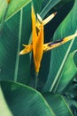 Beautiful heliconia psittacorum, Heliconia spathocircinata golden torch Royalty Free Stock Photo