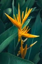 Beautiful heliconia psittacorum, Heliconia spathocircinata golden torch Royalty Free Stock Photo