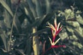 Beautiful heliconia psittacorum, Heliconia spathocircinata golden torch