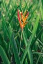 Beautiful heliconia psittacorum, Heliconia spathocircinata golden torch