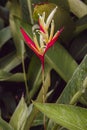 Beautiful heliconia psittacorum, Heliconia spathocircinata golden torch Royalty Free Stock Photo