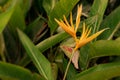 Beautiful heliconia psittacorum, Heliconia spathocircinata golden torch