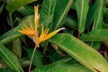 Beautiful heliconia psittacorum, Heliconia spathocircinata golden torch